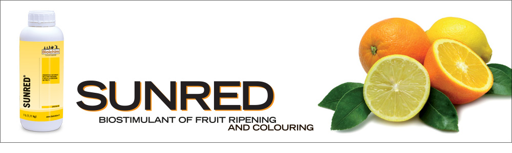 SUNRED<sup>®</sup> improves colouration and ripening uniformity of citrus