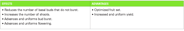 table_actinidia_eng