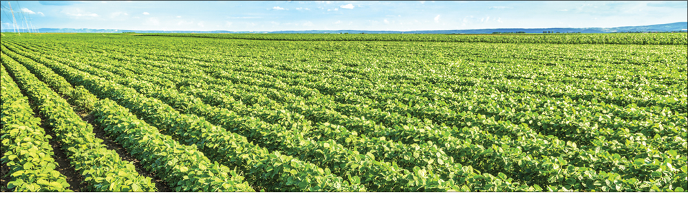 Improve yield and quality of soybean