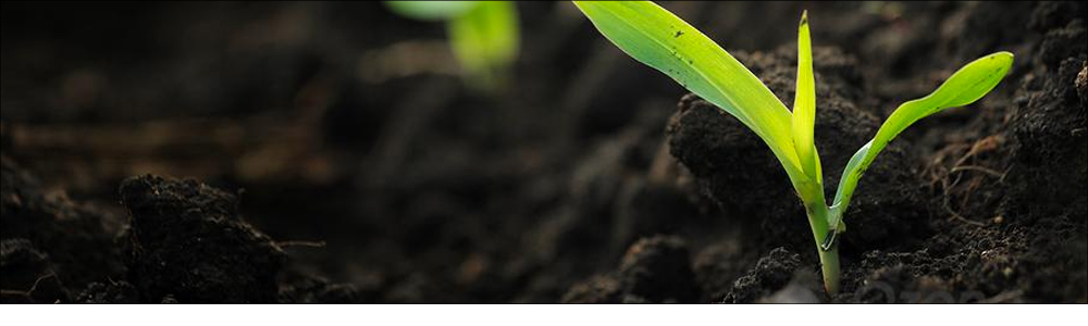 La preparación del suelo con MAGNISTART NP Zn para potenciar la germinación de la semilla y la formación del sistema radicular