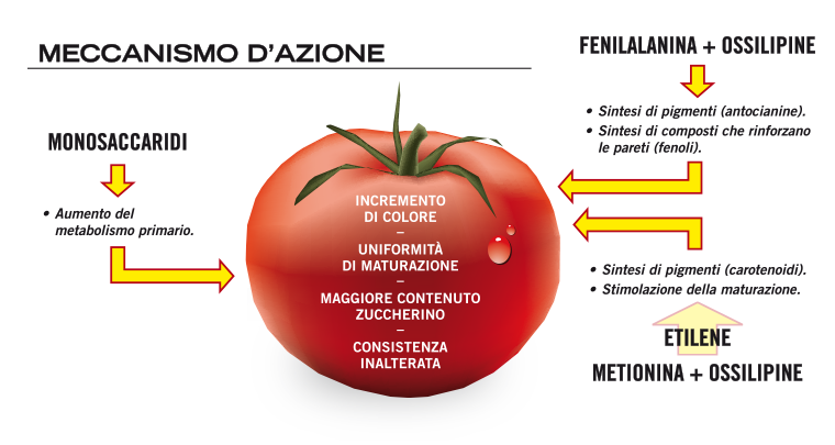 Aumenta il brix e riduci lo scarto su pomodoro da industria