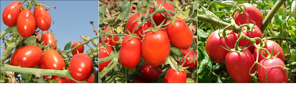 Aumenta il brix e riduci lo scarto su pomodoro da industria