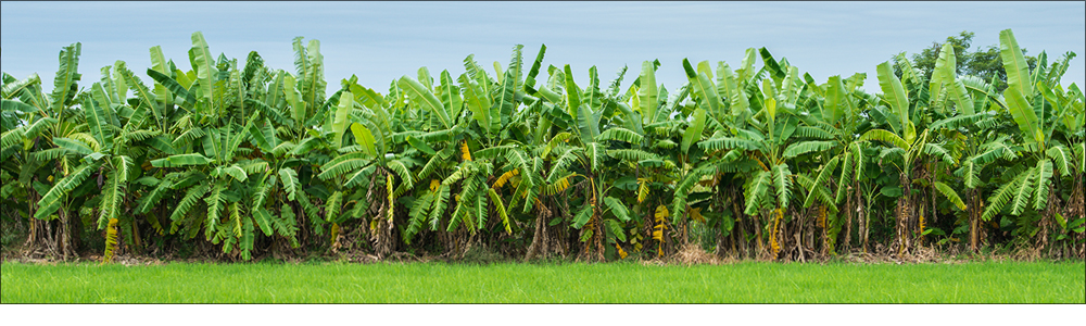 Biolchim and Disan together at the third seminar on banana in Colombia