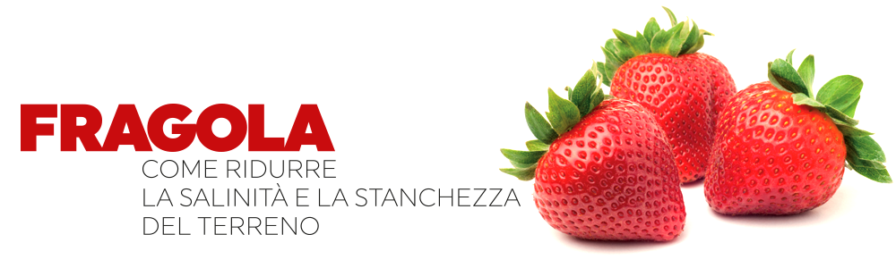 Fragola: come ridurre la salinità e la stanchezza del terreno