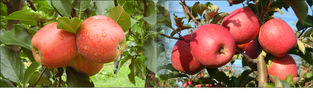 Apple: four simple steps to improve yield and quality