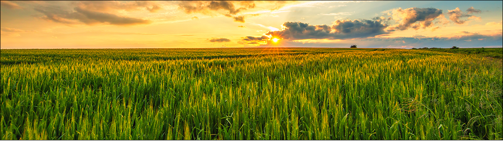 Agricoltura biologica: CCPB certifica 11 fertilizzanti Biolchim