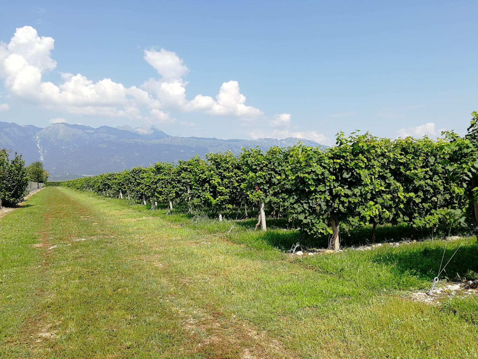 Concimazione del vigneto: le 4 mosse giuste