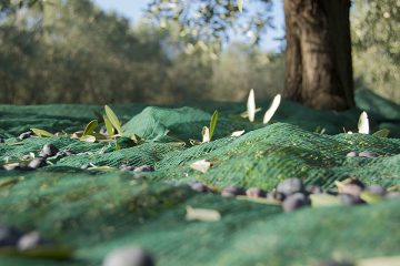 La concimazione dell’olivo, il programma in 5 punti