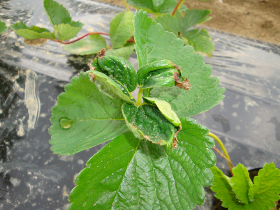 Superamento stress: Bio-Help diventa Bio-Help Plus