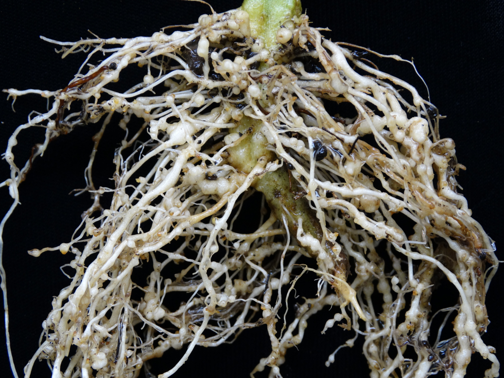 Well-developed capillary root system and high yield