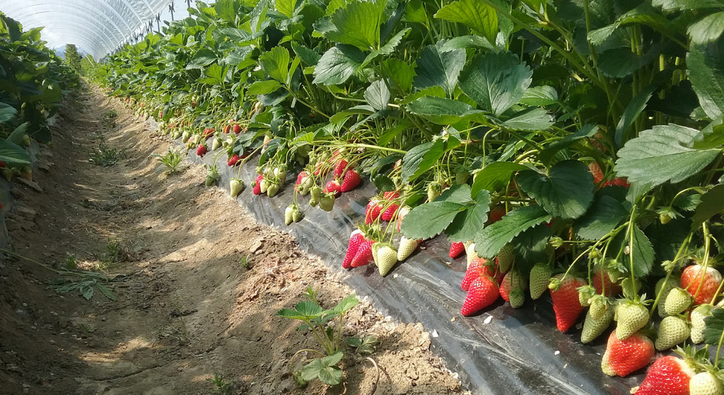 Strawberry: how to revitalize exhausted soils