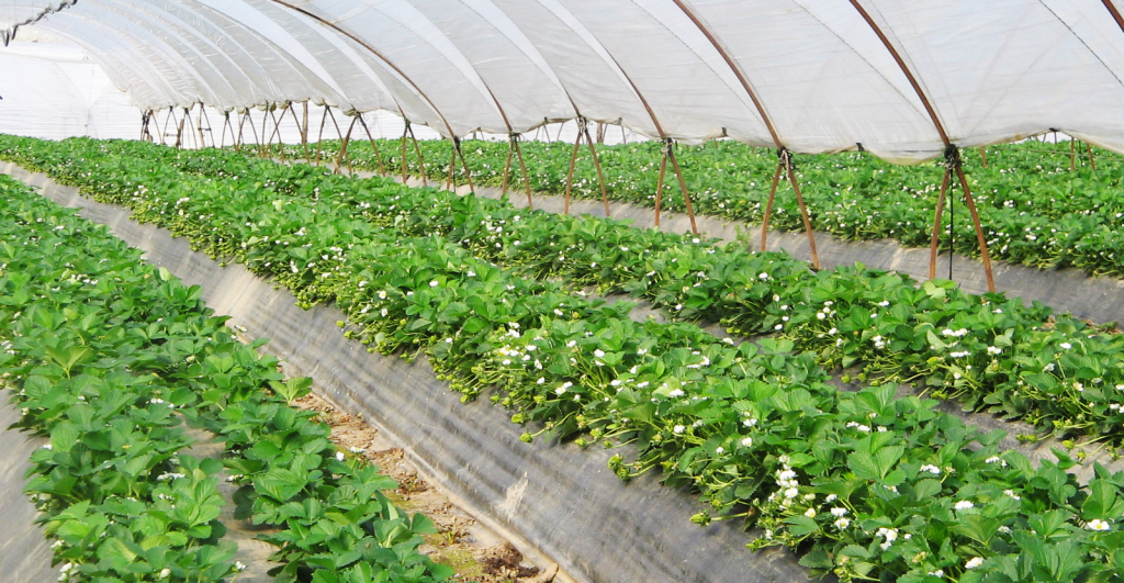 Strawberry: how to revitalize exhausted soils