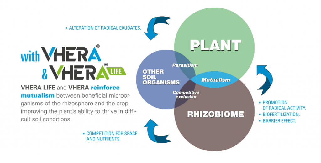 Strawberry: how to revitalize exhausted soils