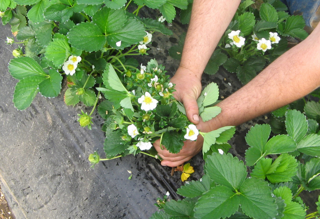 Strawberry: how to revitalize exhausted soils