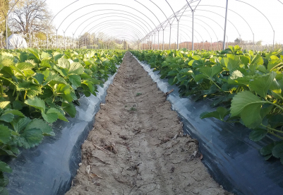 Strawberry: how to revitalize exhausted soils