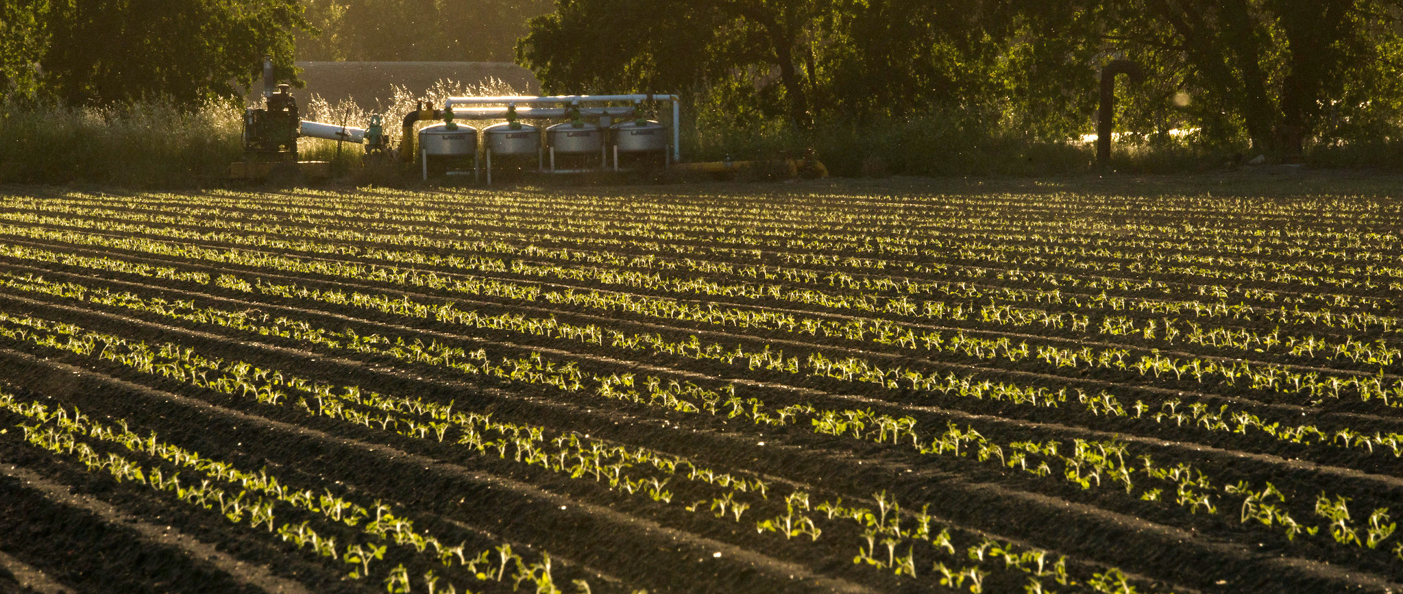 Industrial tomato: 3 high-income solutions