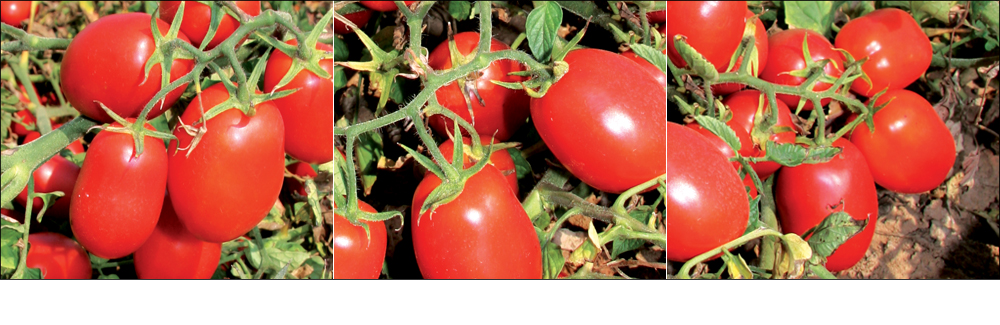 Industrial tomato: 3 high-income solutions