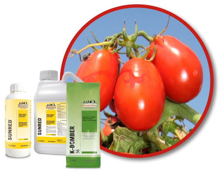 Industrial tomato: 3 high-income solutions