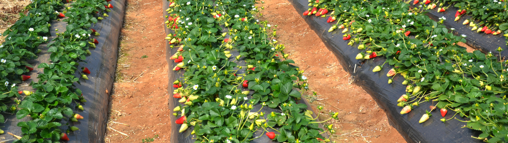 Convegno fragola: dinamiche, tendenze di mercato e nuove tecnologie