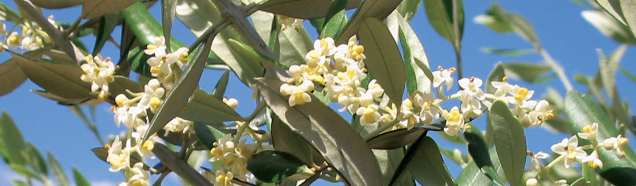 Cuándo y cómo fertilizar el olivar (ecológico y no)