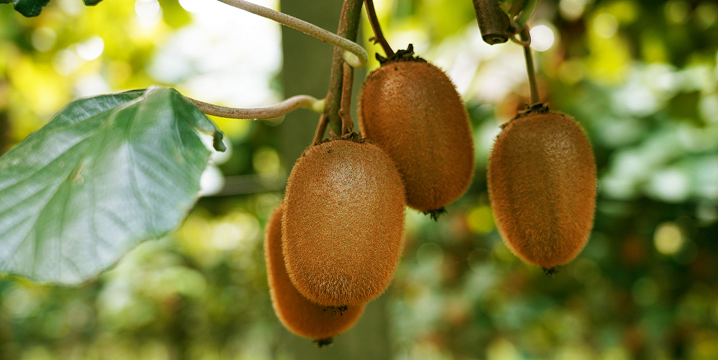 Kiwi, 3 interventi per esaltare pezzatura e qualità