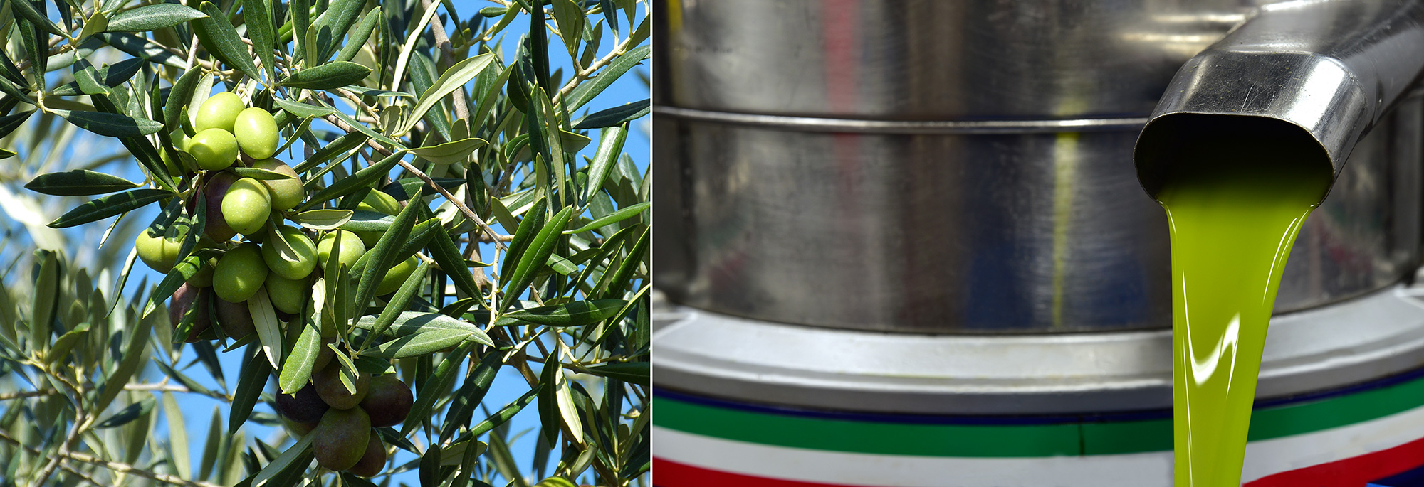 Concime per olivo: come ridurre la cascola ed aumentare le rese
