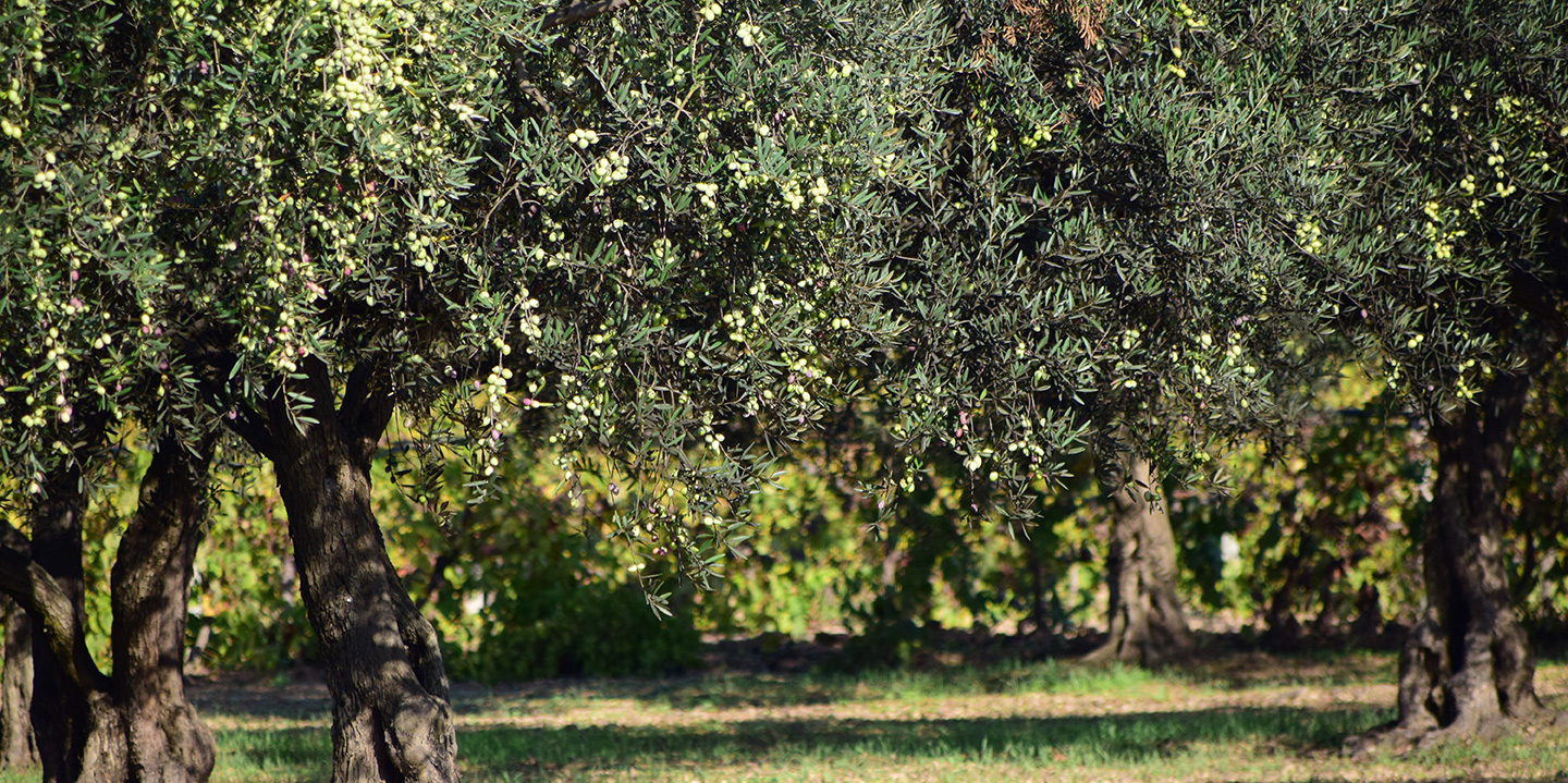 Concime per olivo: come ridurre la cascola ed aumentare le rese