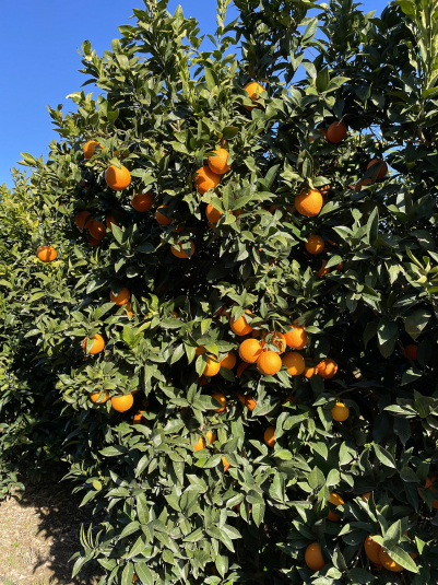 Cascola dell’arancio, come prevenirla?