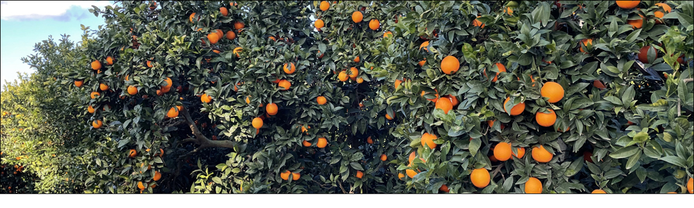 Cascola dell’arancio, come prevenirla?