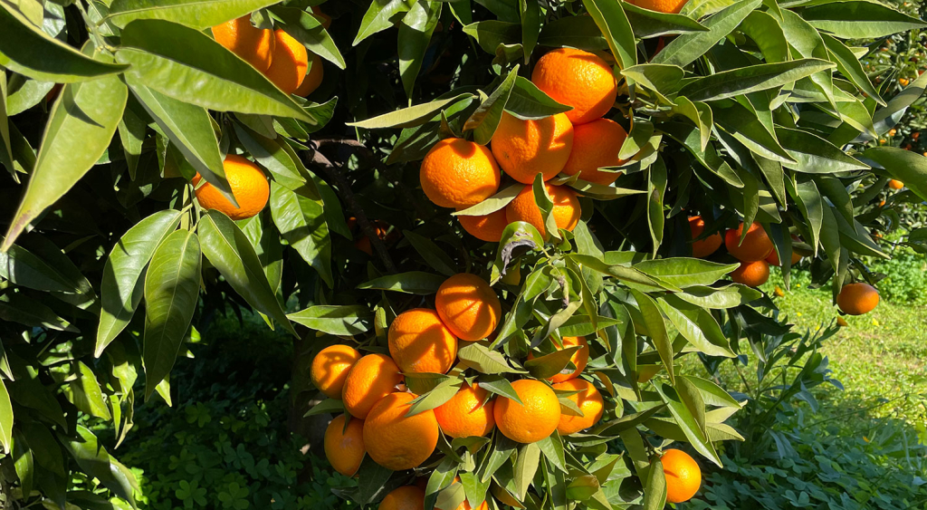 Come ingrossare la frutta con la fertirrigazione