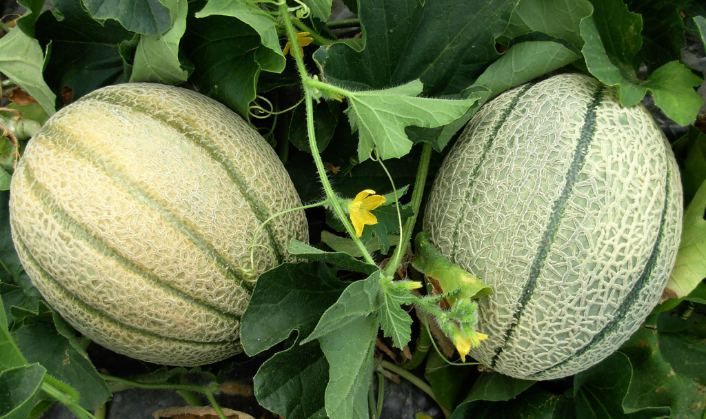 Come ingrossare la frutta con la fertirrigazione