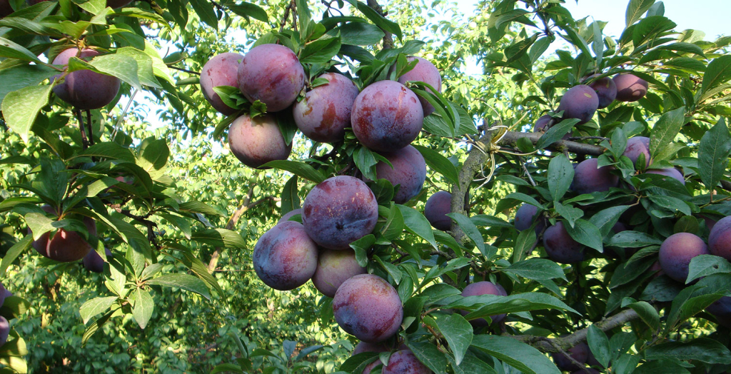 Come ingrossare la frutta con la fertirrigazione