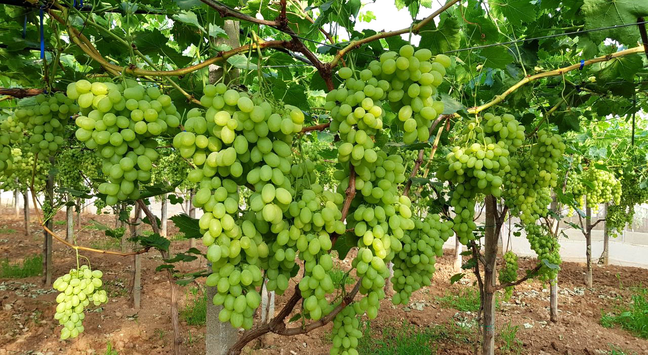 Come ingrossare la frutta con la fertirrigazione