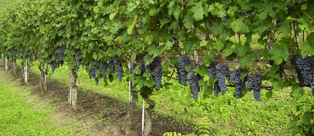 Irrobustire il vigneto: nutrizione a supporto della produttività