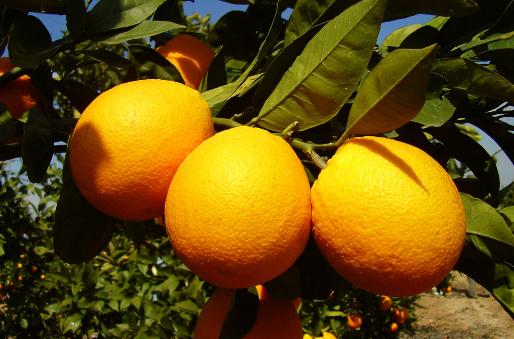 Arancio: eccellenza nonostante la siccità. Ecco come