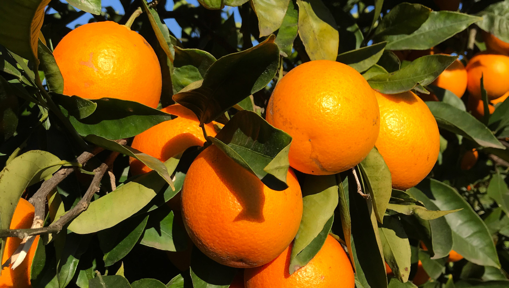 Arancio: eccellenza nonostante la siccità. Ecco come