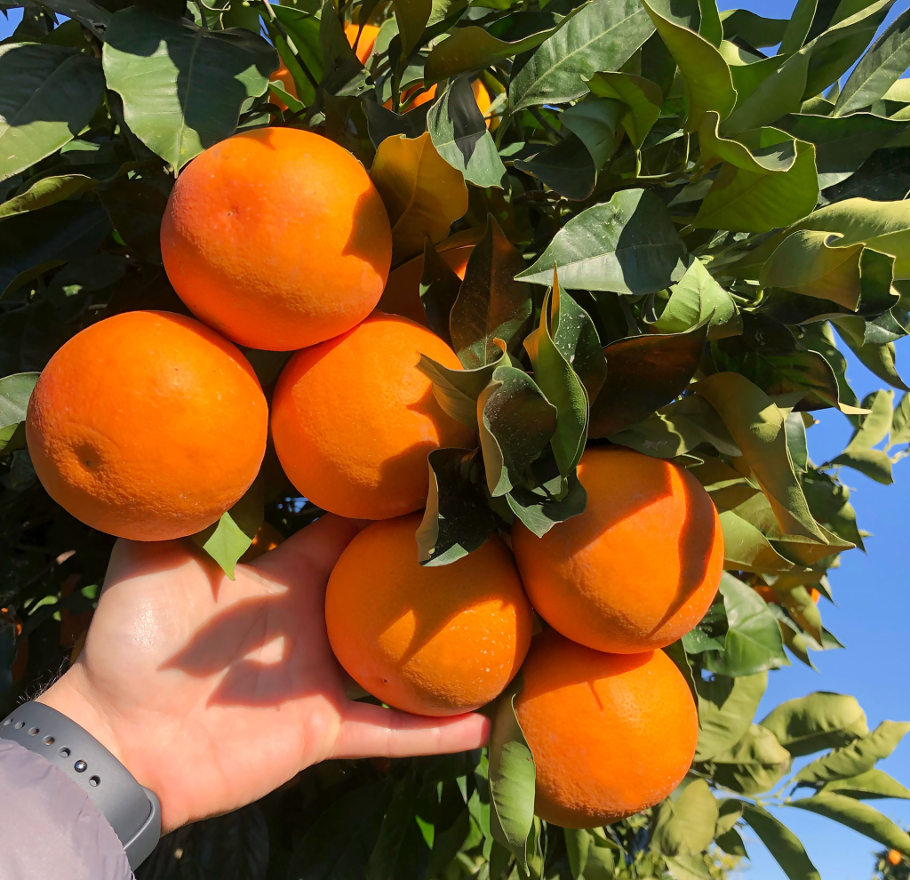 Arancio: eccellenza nonostante la siccità. Ecco come