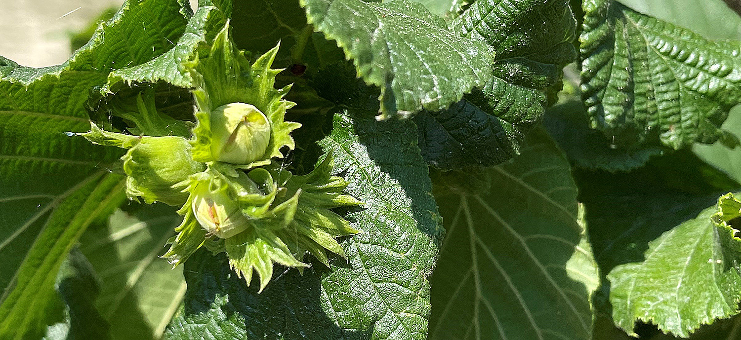 Nocciolo, piante più resilienti per contrastare gli stress