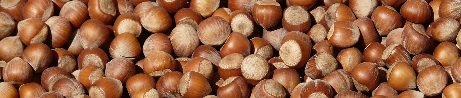 Nocciolo, piante più resilienti per contrastare gli stress