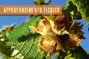 nocciolo_ITA nocciolo_ITA