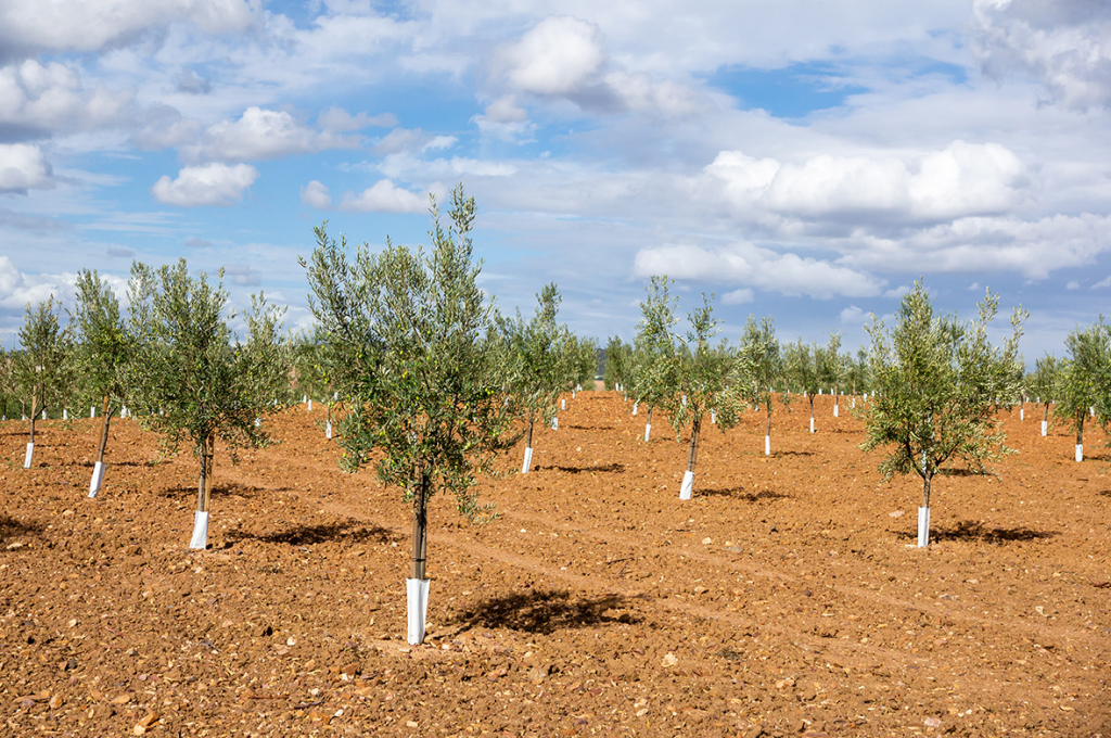 Nuovi impianti di olivo: come concimare in fase di allevamento