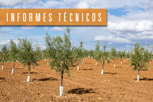 thumb_approf_tecnico_olivo_ESP thumb_approf_tecnico_olivo_ESP