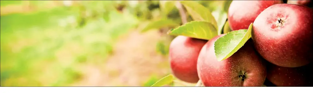 Favorire l'ingrossamento dei frutti grazie ai biostimolanti
