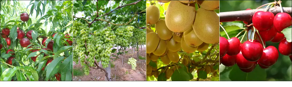 Dormienza: come interromperla su kiwi, uva da tavola, ciliegio e pesco