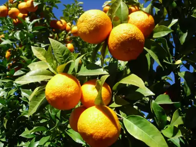 Come migliorare pezzatura e qualità degli agrumi con CORASIL