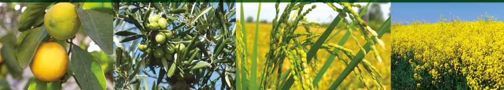 Overcoming stunted growth and increasing yields