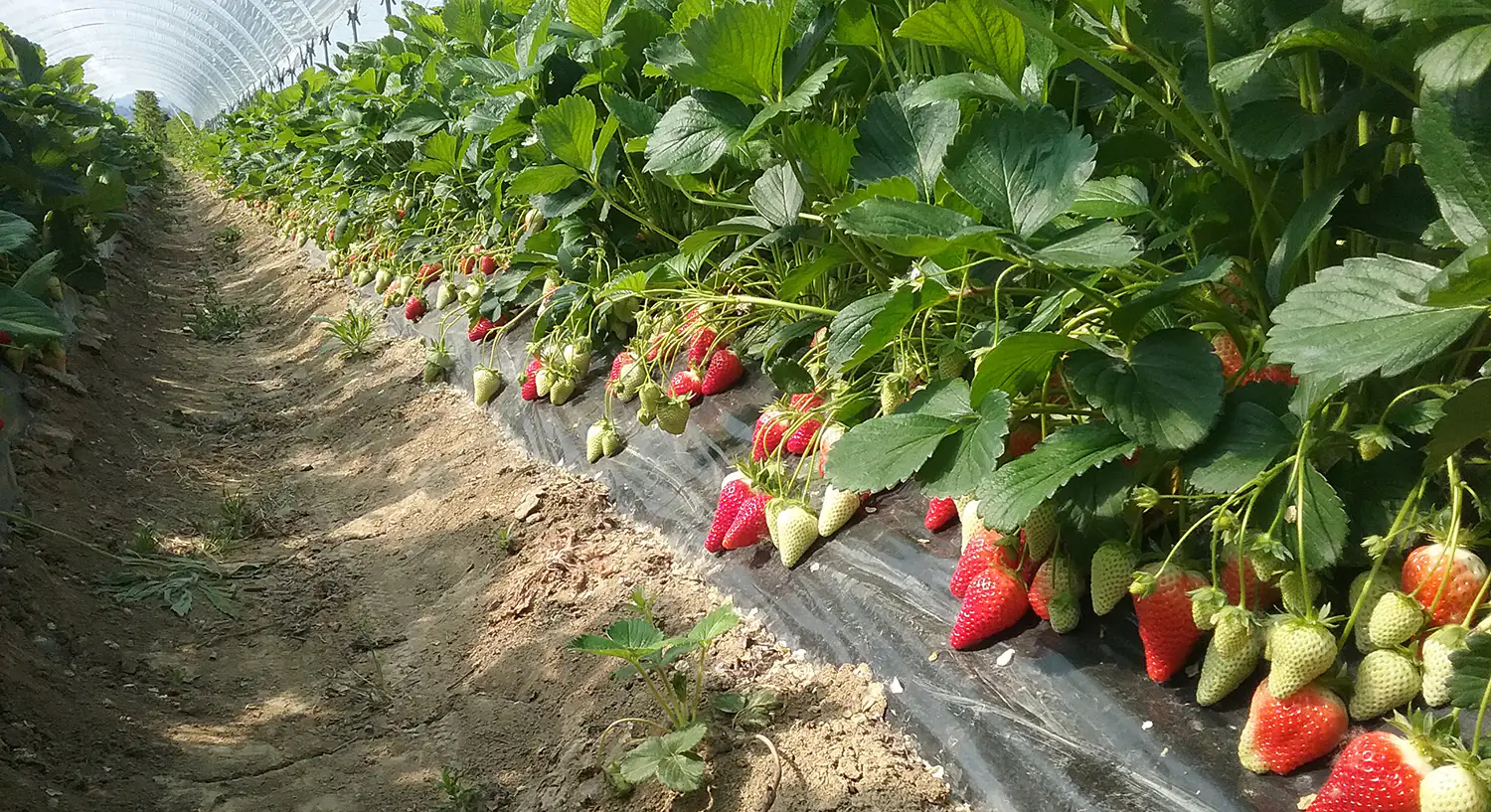 Fragola: come rivitalizzare i terreni stanchi