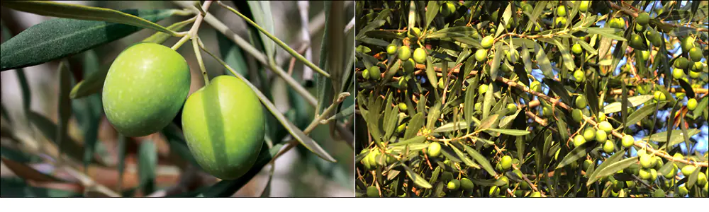 Cuándo y cómo fertilizar el olivar (ecológico y no)