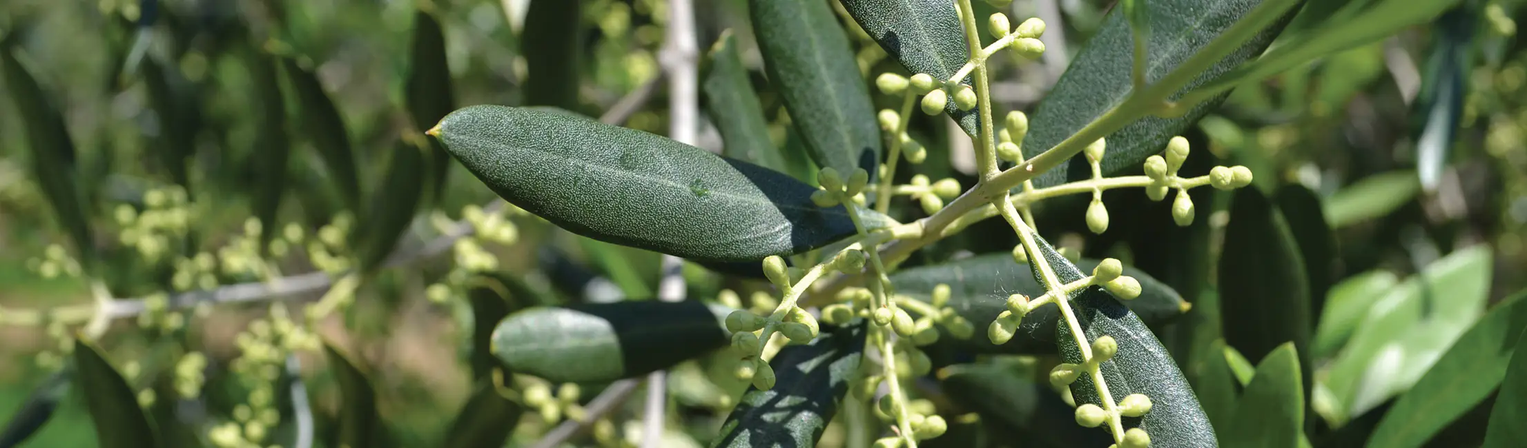 Cuándo y cómo fertilizar el olivar (ecológico y no)