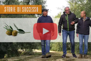 successo_olive_ITA